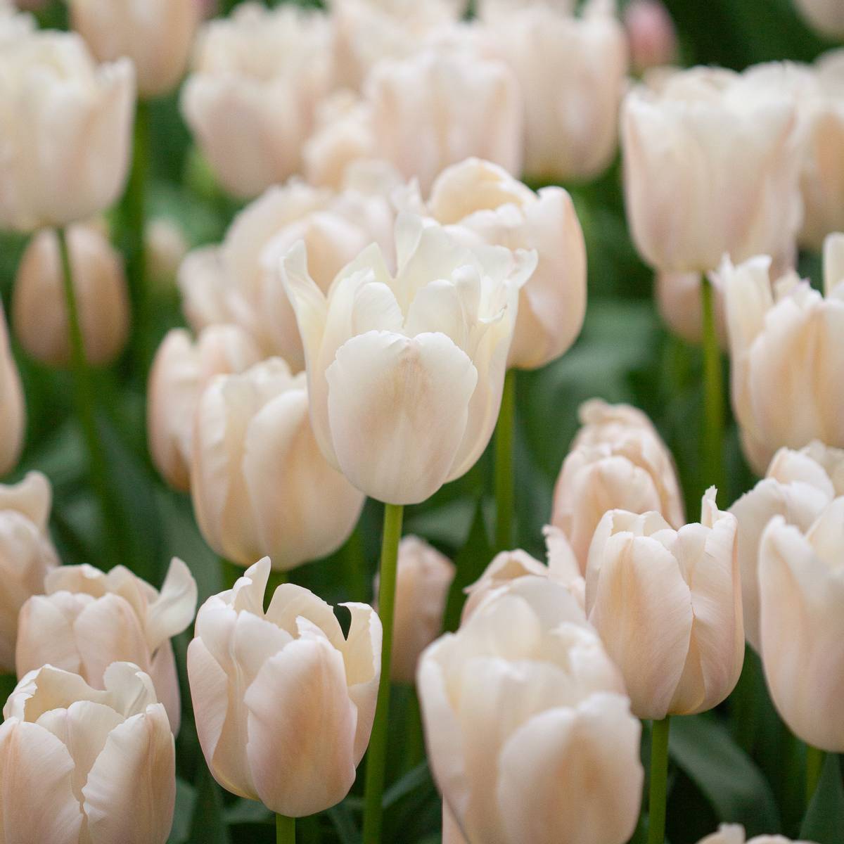 Tulipan 'Apricot Pride', darwinhybrid - 7 stk
