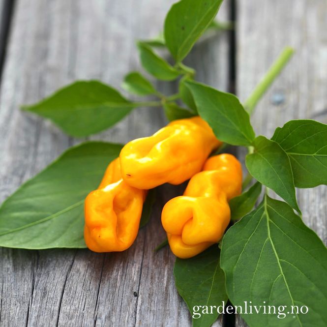 Hovedbilde Chilipepper 'Madame Jeanette' - Capsicum chinense