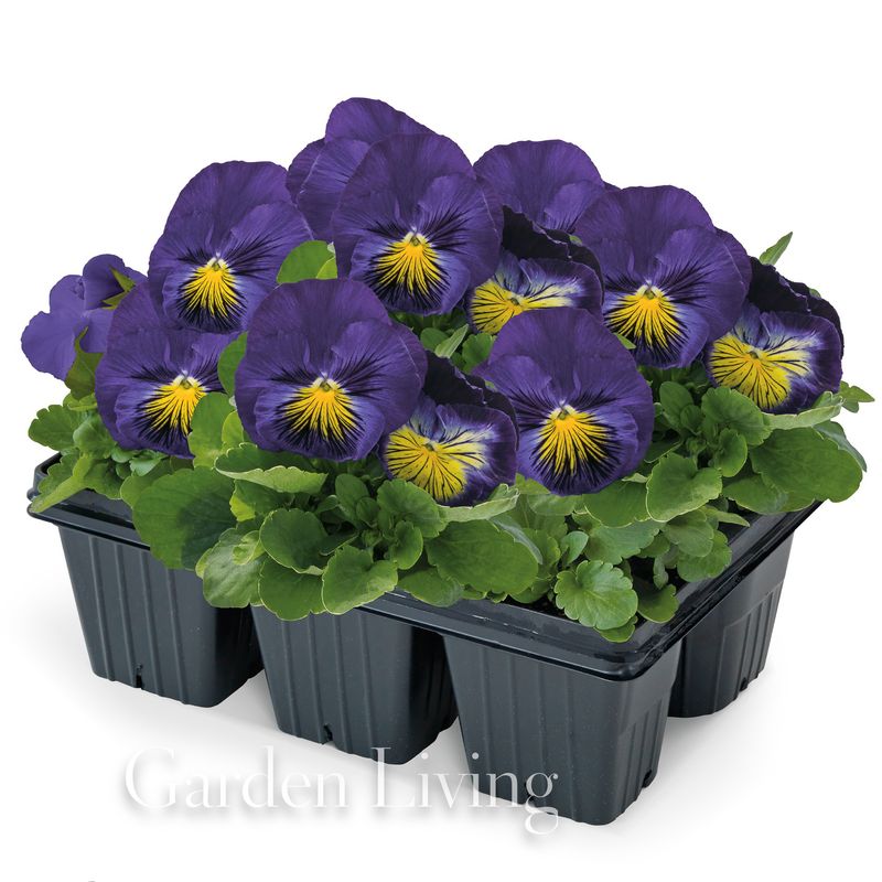 Stemorsblomst 'Cats Blue and Yellow' F1 - Viola x wittrockiana