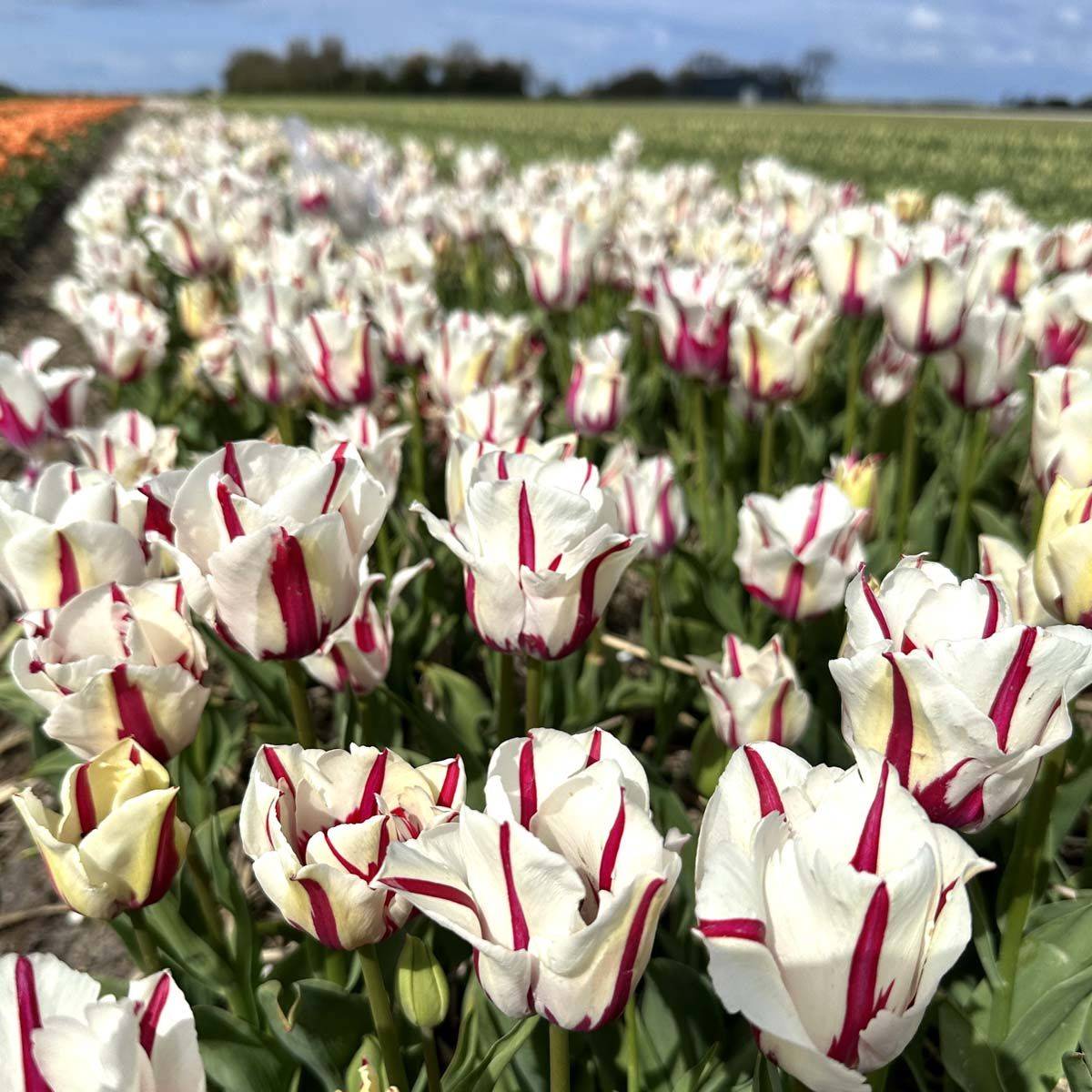 Tulipan 'Alise' - 10 stk