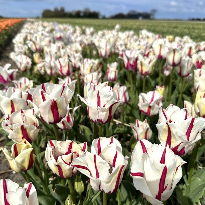 Tulipan 'Alise' - 10 stk