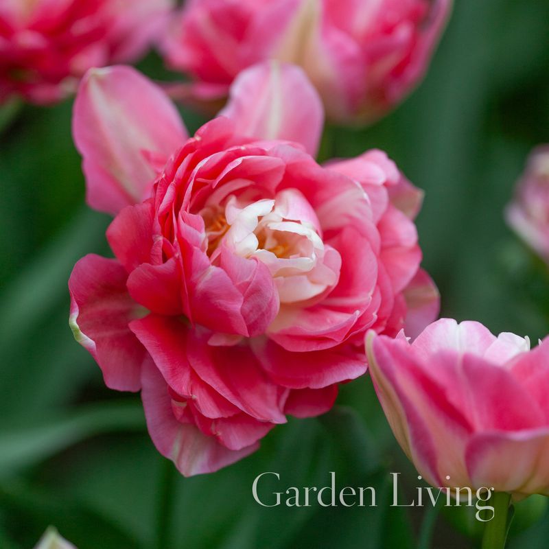 Tulipan 'Double Sugar', Sen dobbel - 10 stk