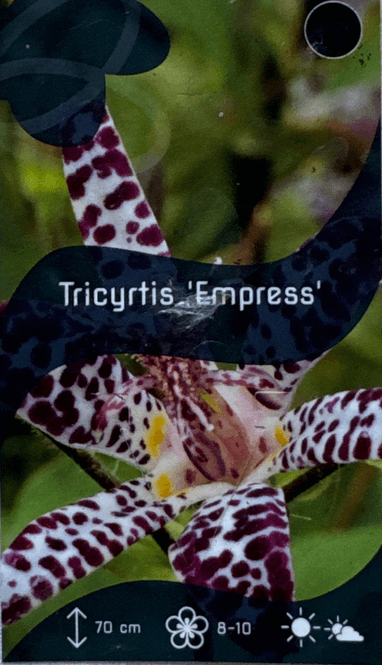 Hovedbilde Skyggelilje - Tricyrtis hirta