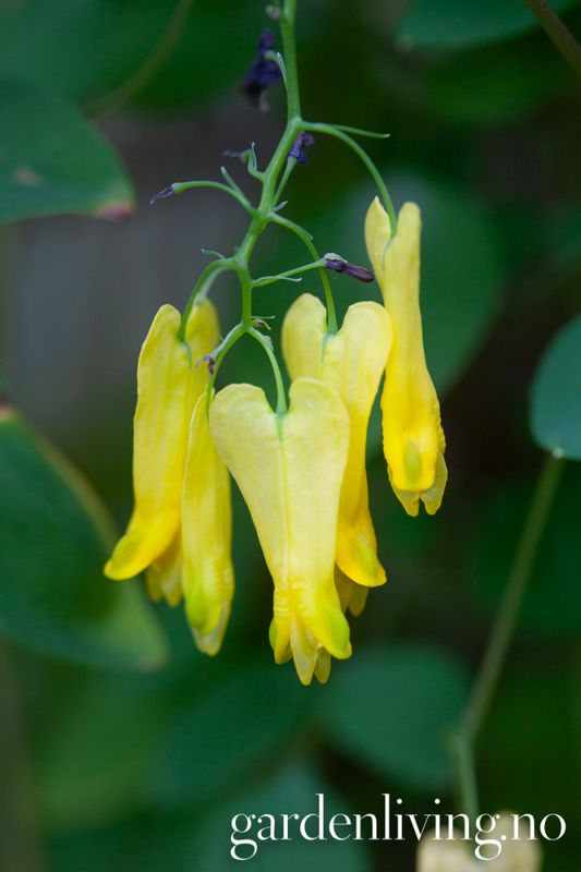 Dicentra scandens