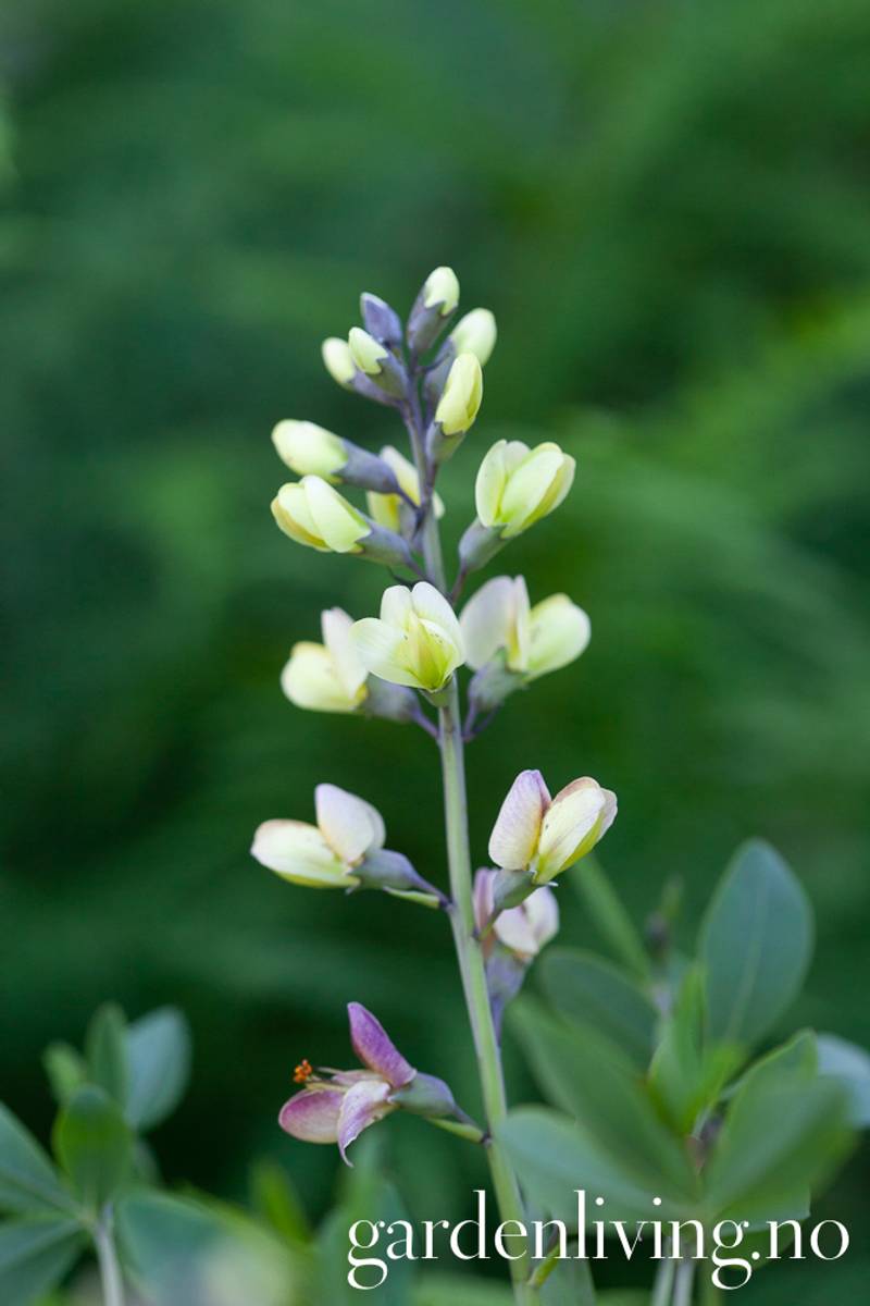 Fargeskolm Decadence® Deluxe 'Pink Lemonade' - Baptisia XL
