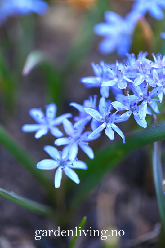 Tyrkerblåstjerne - Scilla bifolia - 12 stk