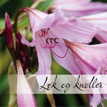 Hovedbilde Sommerblomstrende løk og knoller
