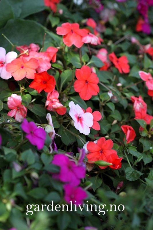 Flittiglise 'Mr. F's Mixed' F1 - Impatiens walleriana 