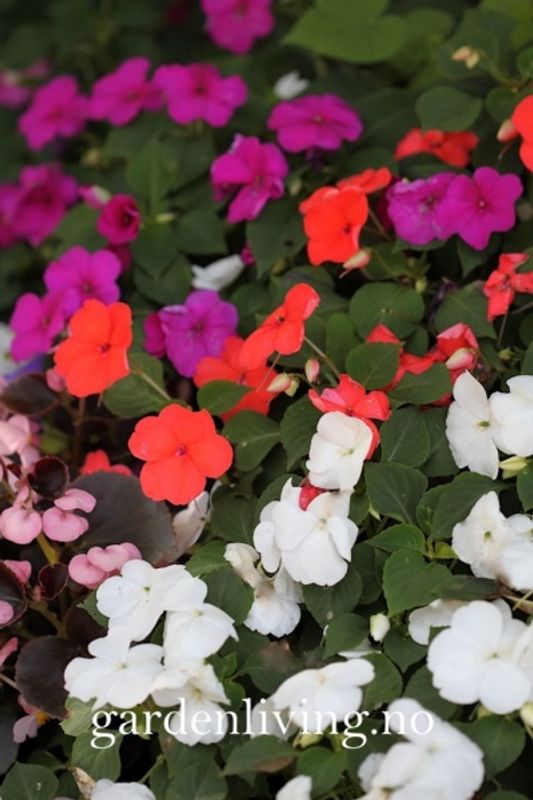 Flittiglise 'Mr. F's Mixed' F1 - Impatiens walleriana 