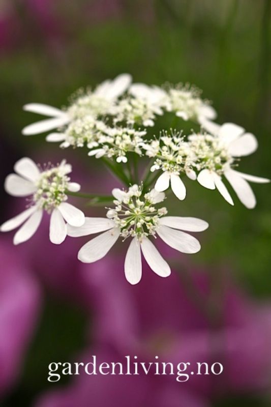Kniplingskjerm 'White Lace' - Orlaya grandiflora