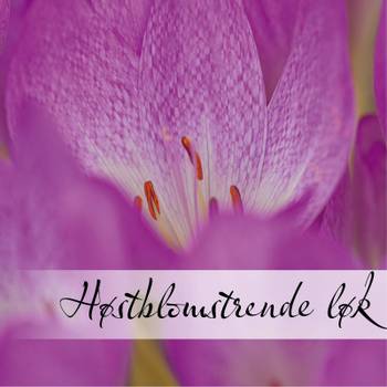 Hovedbilde Høstblomstrende løk