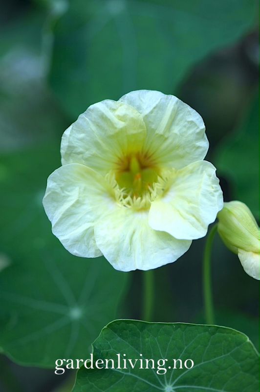 Blomkarse 'Milkmaid', lav - Tropaeolum majus