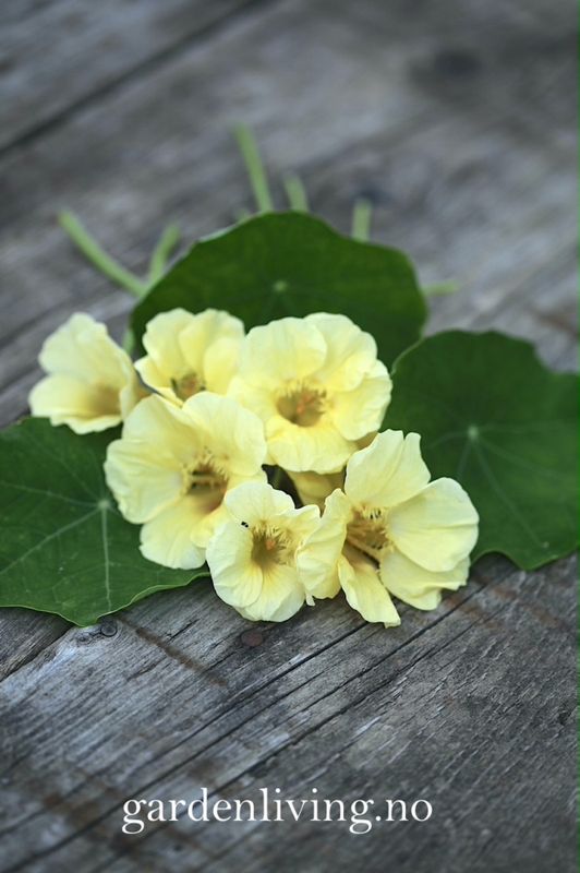 Blomkarse 'Milkmaid', lav - Tropaeolum majus