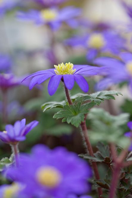 Hovedbilde Balkansymre - Anemone blanda - 15 stk