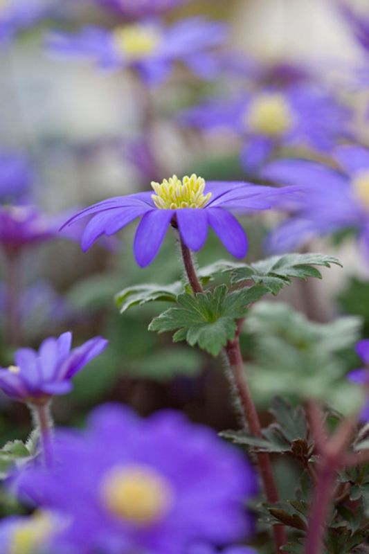 Balkansymre - Anemone blanda - 15 stk