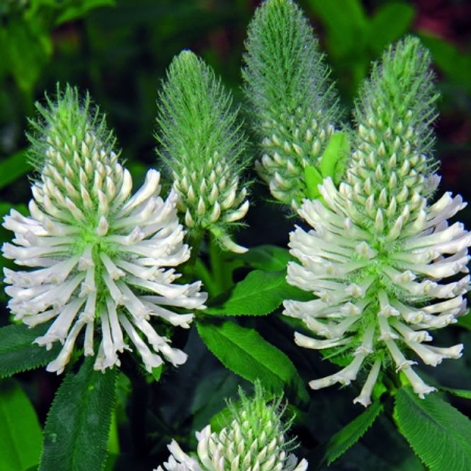 Hovedbilde Purpurkløver 'Frosty Feathers - Trifolium rubens