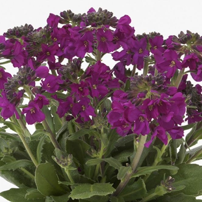 Hovedbilde Rød skrinneblomst 'Barranca™ Deep Rose' - Arabis ...
