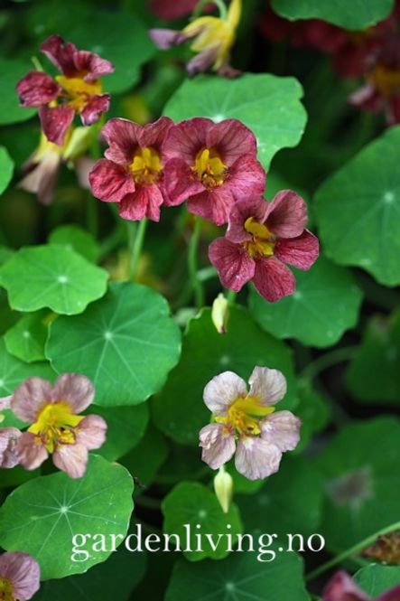 Hovedbilde Blomkarse 'Purple Emperor’ - Tropaeolum majus