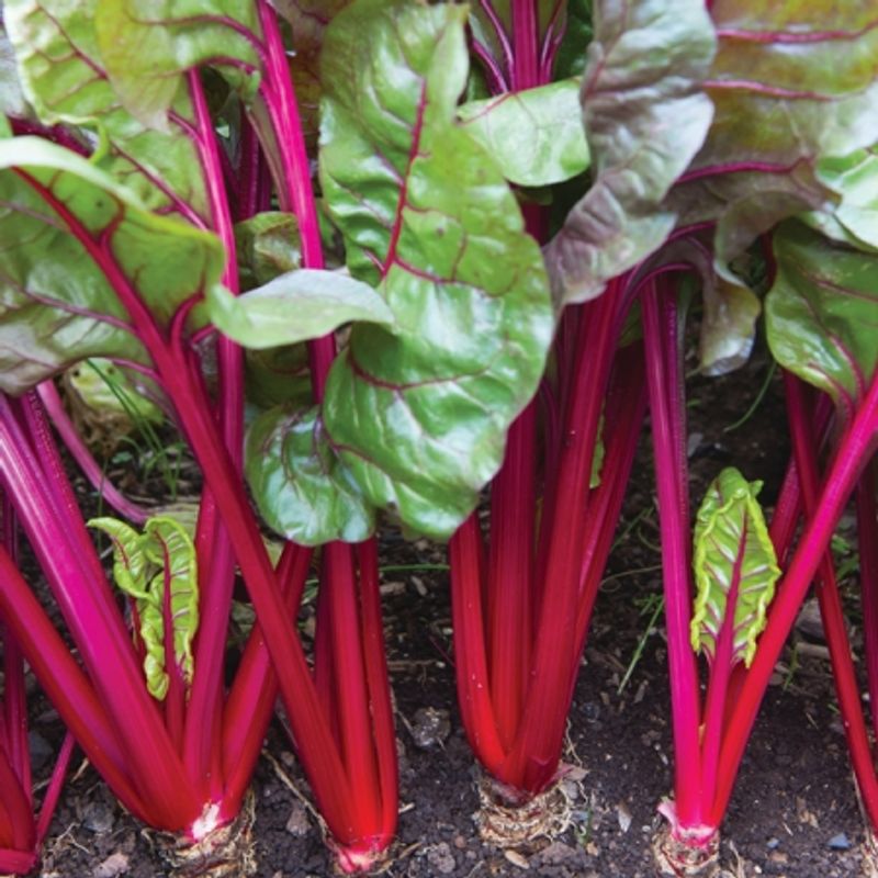 Mangold 'Red Magic’ - Beta vulgaris