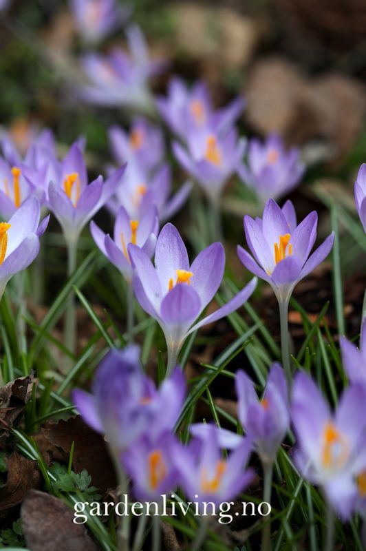 Snøkrokus 'Barr’s Purple’ - Crocus tom. - 12 stk