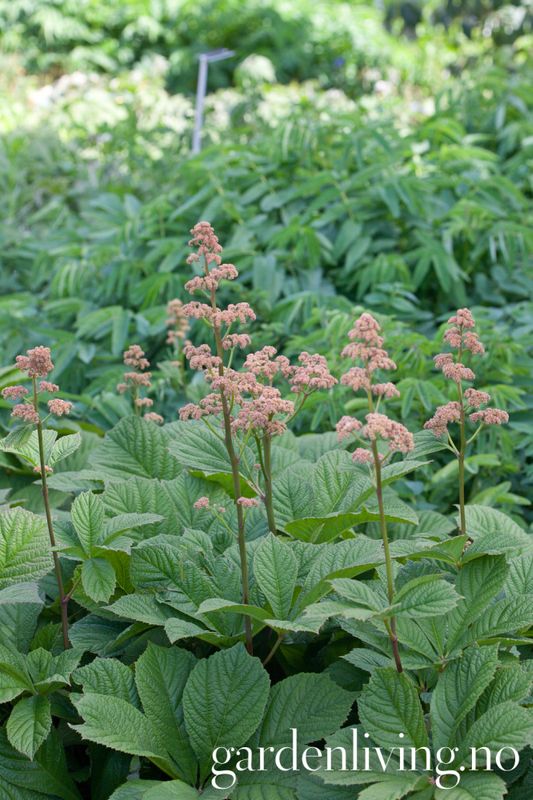 Rodgersia aesculifolia