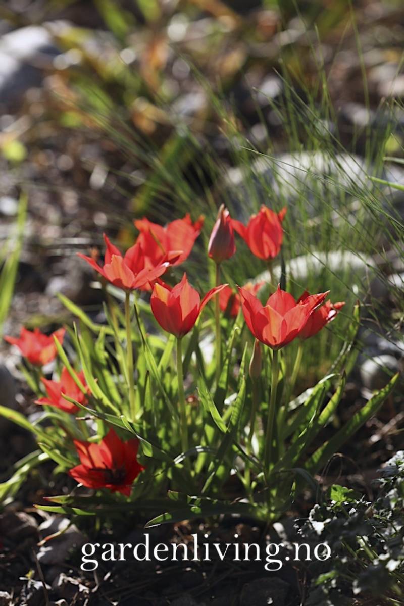 Lintulipan - Tulipa linifolia - 10 stk