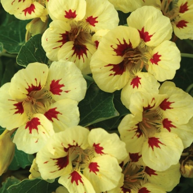 Hovedbilde Blomkarse 'Ladybird Cream - Tropaeolum majus