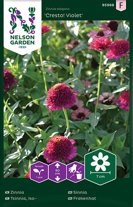 Hovedbilde Sinnia 'Cresto! Violet' - Zinnia elegans