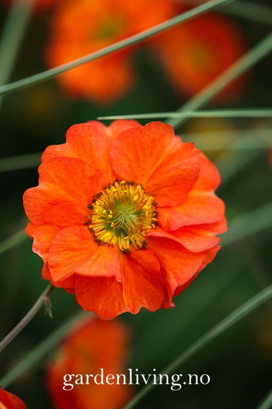 Hagehumleblom 'Scarlet Tempest' - Geum