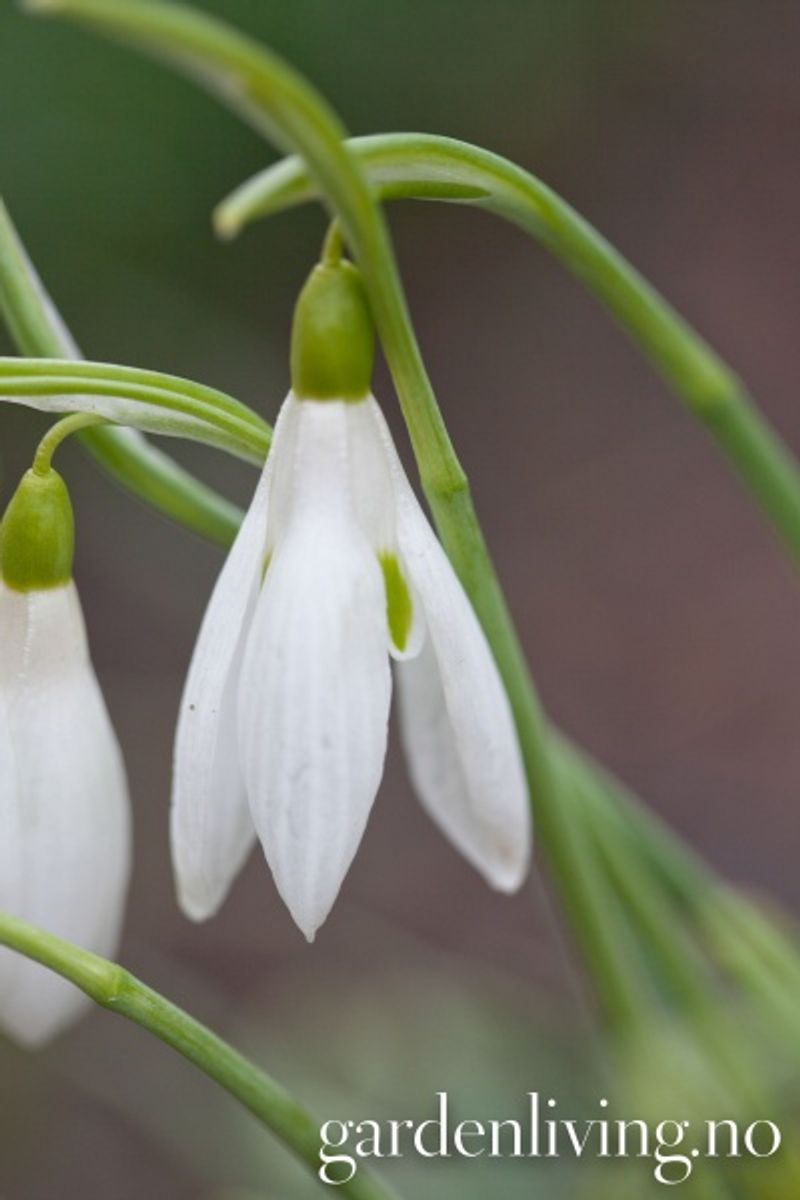 Snøklokke 'Atkinsii'  - Galanthus - 1 stk