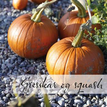 Hovedbilde Gresskar og squash