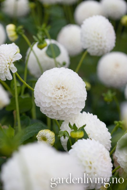 Georgine 'White Aster' - Dahlia x cultorum, 1 stk.