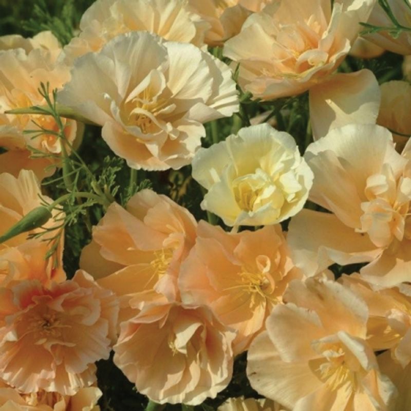 Kaliforniavalmue 'Cameo Dream' - Eschscholzia californica 