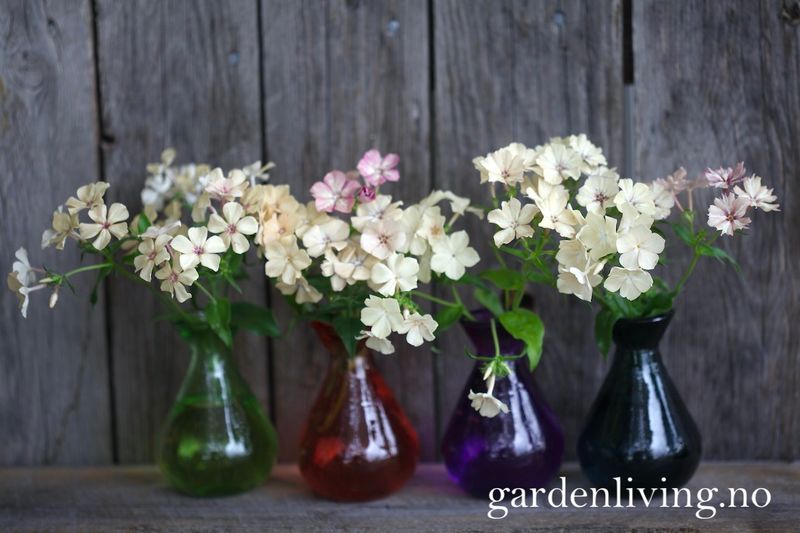 Sommerfloks 'Creme Brulee' - Phlox drummondii