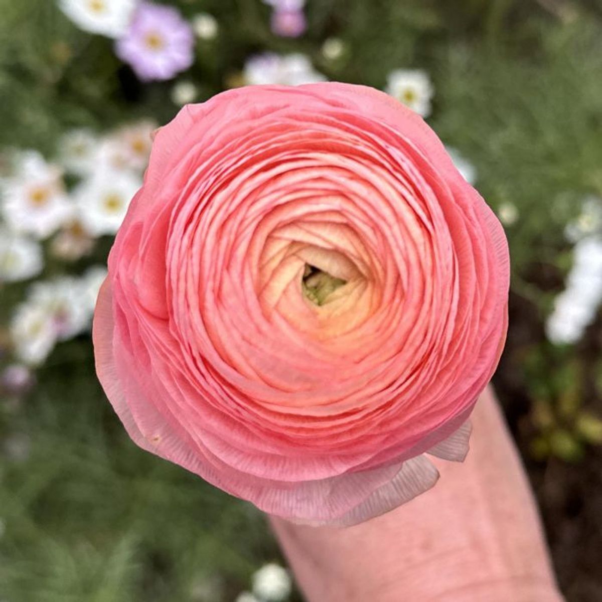 Ranunkel 'Elegance®  Salmone' - Ranunculus, 7 stk.