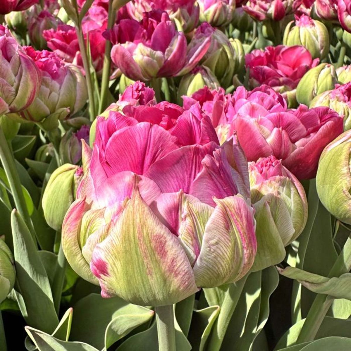 Tulipan 'Wicked in Pink', sen dobbel - 10 stk