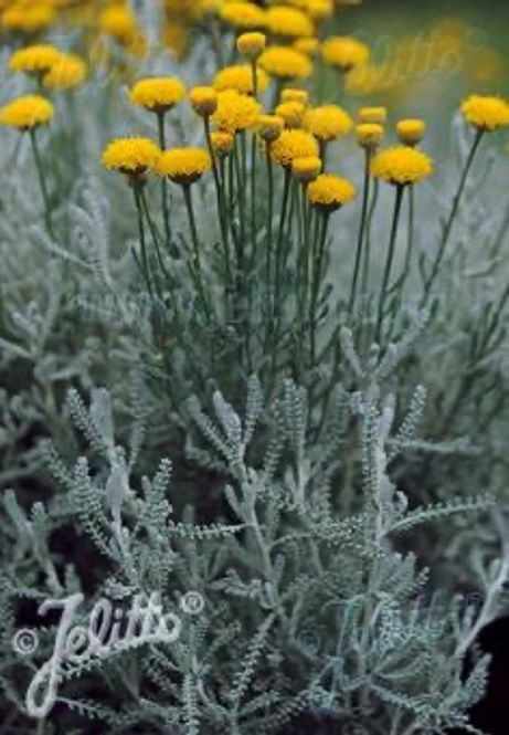 Hovedbilde Helgenurt - Santolina chamaecyparissus ssp. tomentosa 
