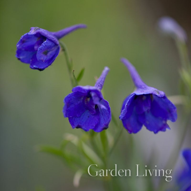 Kinaridderspore 'Blauer Zwerg' - Delphinium grandiflorum