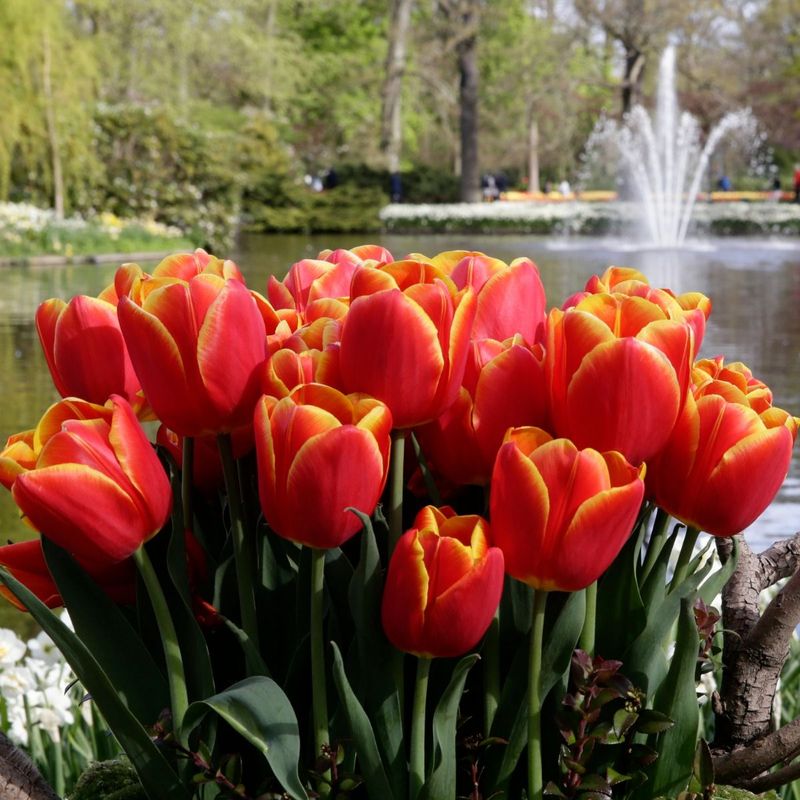Tulipan 'Choice', triumph - 10 stk