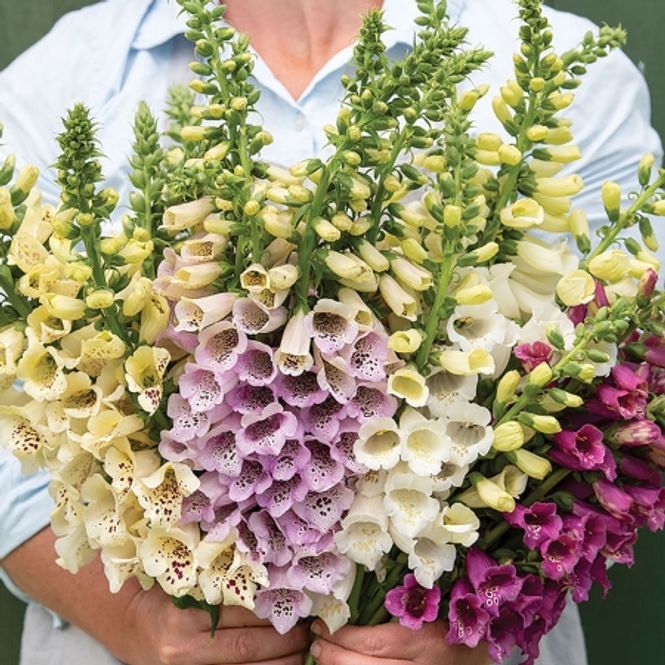 Hovedbilde Revebjelle 'Camelot Mixed' - Digitalis purpurea