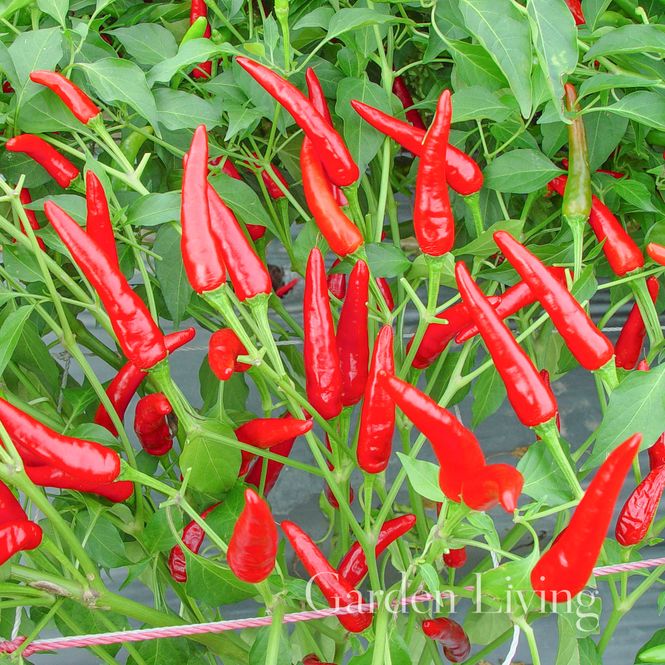 Hovedbilde Chilipepper 'Red Air' F1 - Capsicum frutescens
