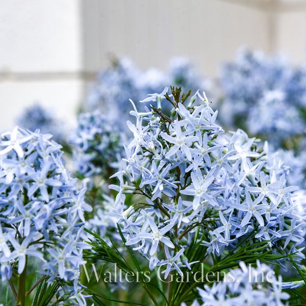 Hovedbilde Blåstjerne 'String Theory' ® - Amsonia hubrichtii - XL