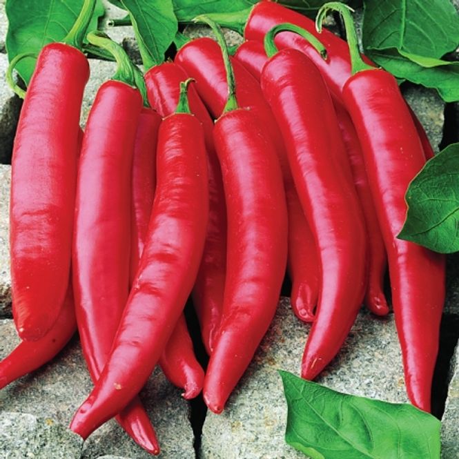 Hovedbilde Chilipepper 'Amando' F1 - Capsicum annuum 