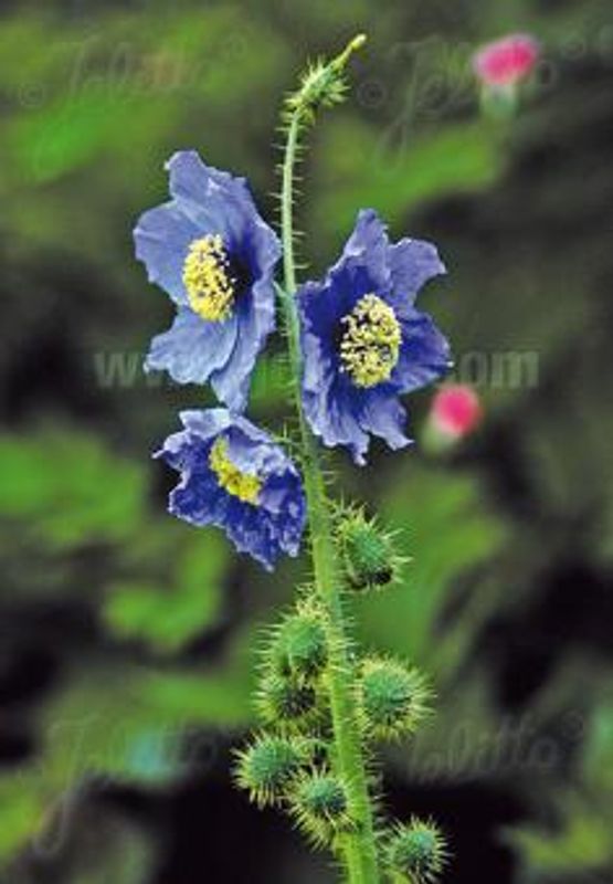 Valmuesøster - Meconopsis horridula