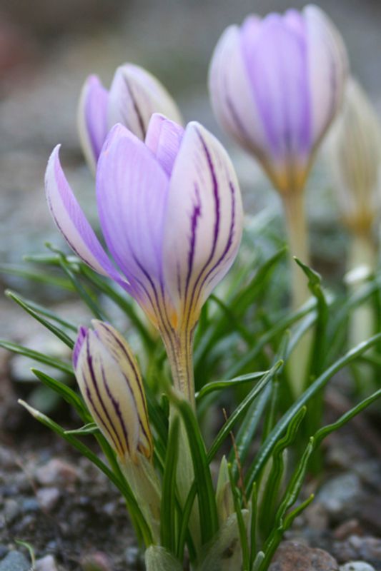 Krokus 'De Jaeger' - Crocus imperati - 1 stk