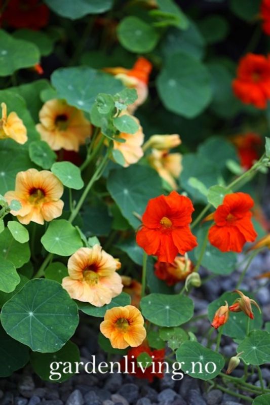 Blomkarse 'Trailing Single Mixed' - Tropaeolum majus