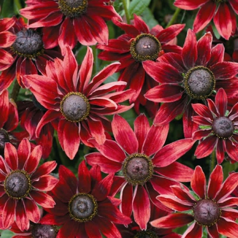 Lodnesolhatt 'Cherry Brandy' - Rudbeckia hirta