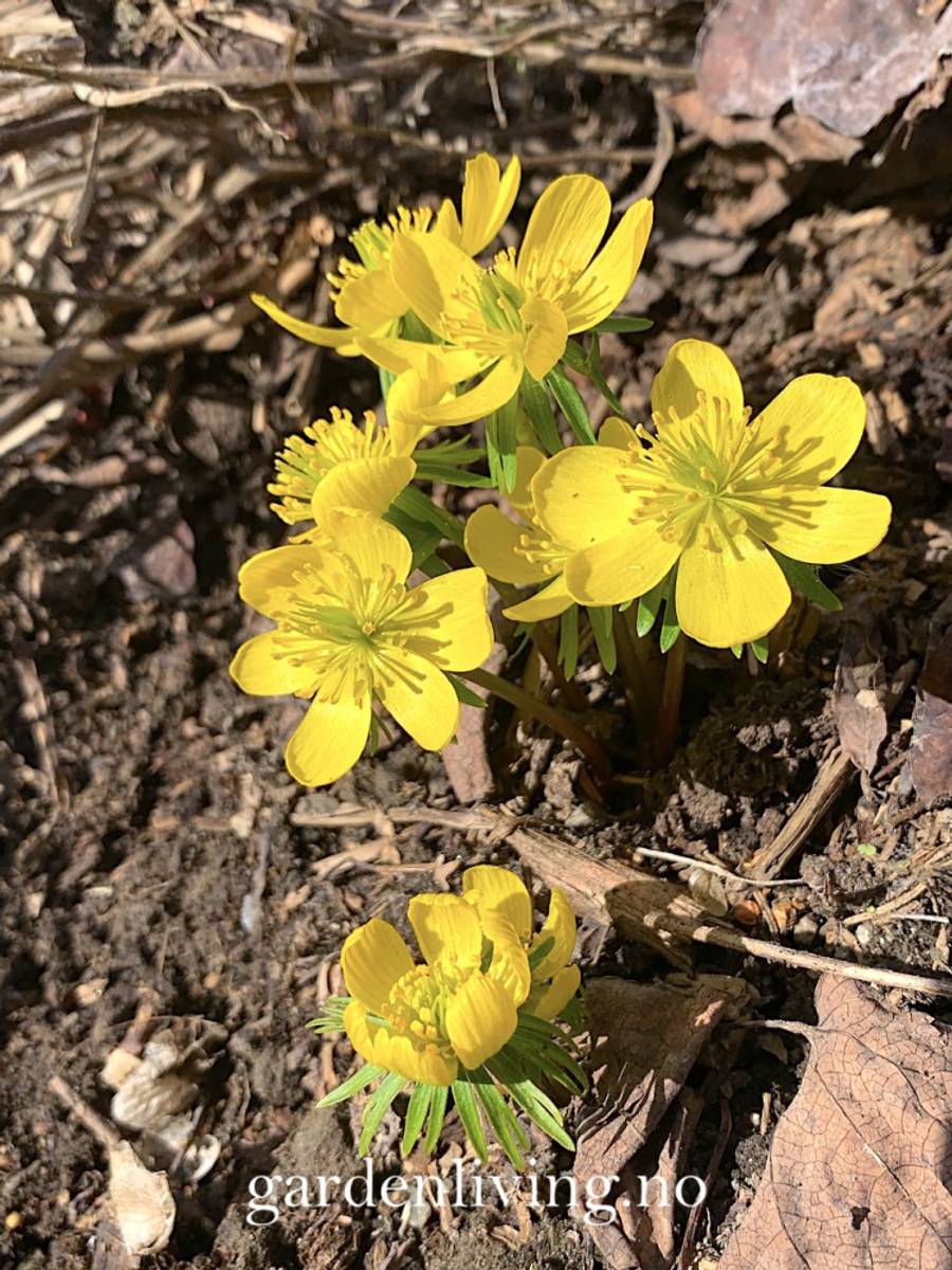 Småvinterblom - Eranthis cilicica - 10 stk
