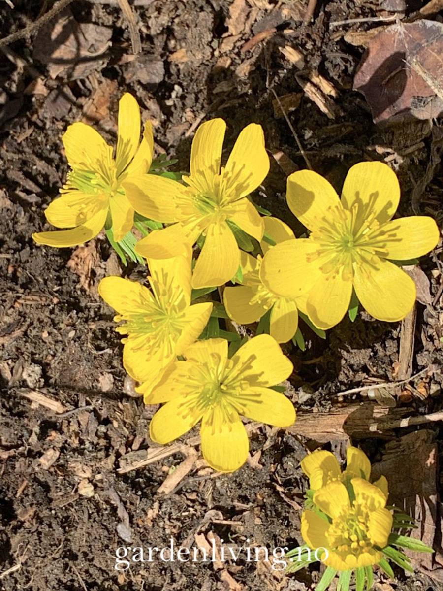 Småvinterblom - Eranthis cilicica - 10 stk