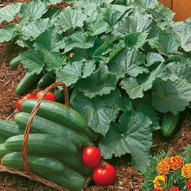 Hovedbilde Slangeagurk 'Bush Champion' - Cucumis sativus, buskvoksende ...